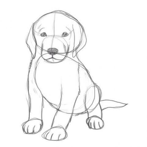 How to draw a puppy
