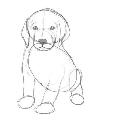 How to draw a puppy