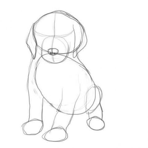 How to draw a puppy