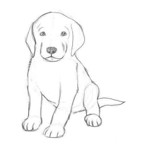 How to draw a puppy