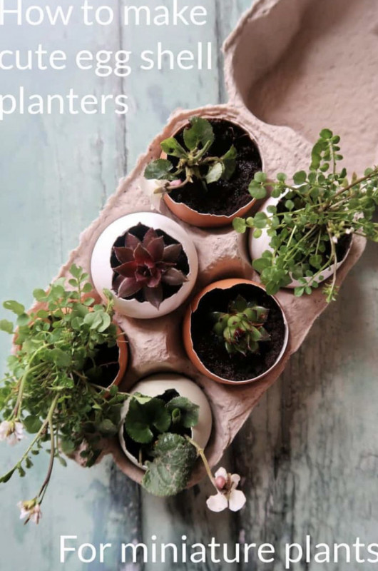 How To Make Cute Eggshell Planters For Miniature Plants — All Craft Ideas